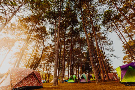 Wildromantik pur: Camping im Bayerischen Wald Nationalpark