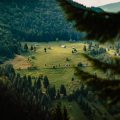 Die Rolle von Bio- und Öko-Produkten beim regionalen Einkaufen