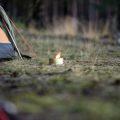 Camping und Kulinarik: Wie Camper regionale Spezialitäten erleben und genießen