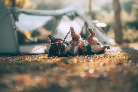 Nachhaltigkeit und Umweltaspekte bei der Zeltauswahl in Deutschland